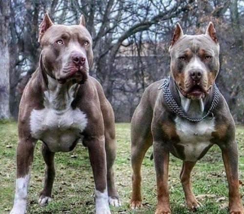 斯塔福犬好养吗？斯塔福犬饲养