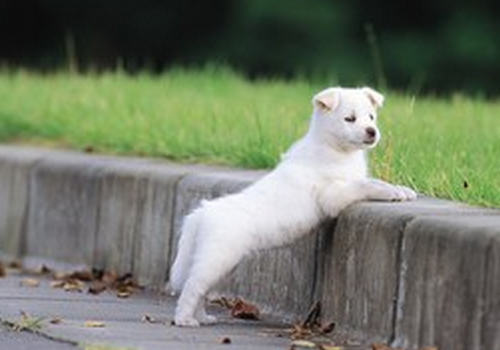 犬心丝虫预防药物的选择方法