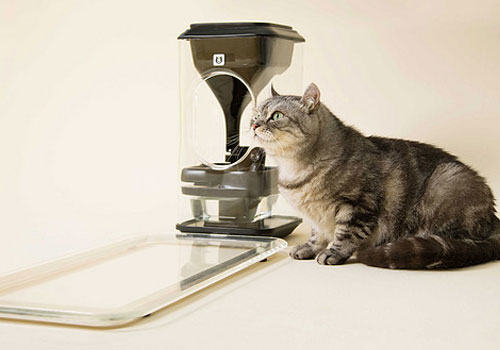 猫脸识别的喂食器你见过吗?