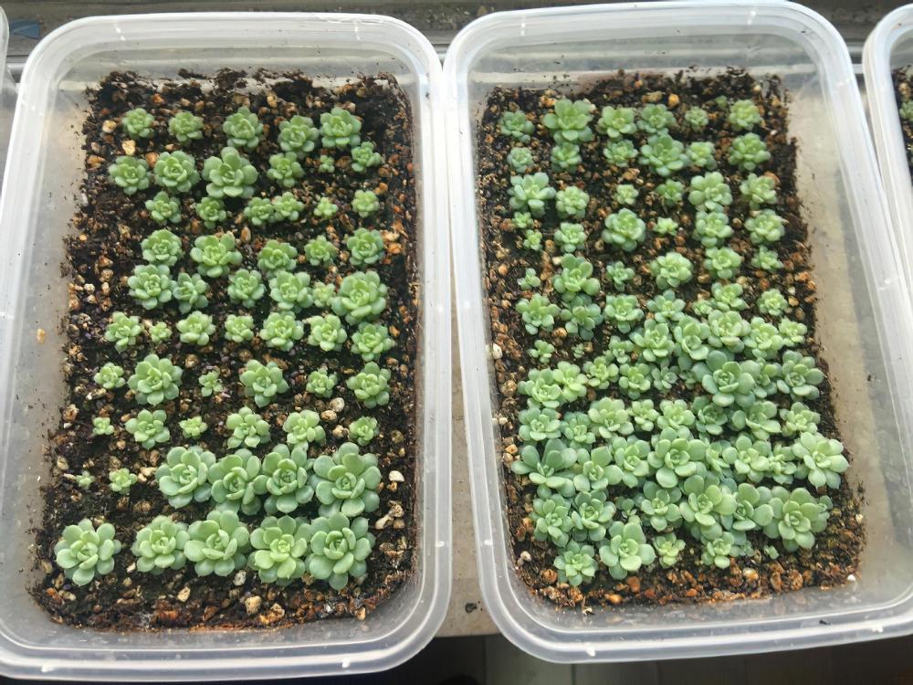 子子孙孙无穷尽也！一棵老红用两年时间创造的励志发家史