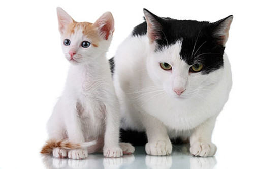 宠物猫为什么不断的消瘦?