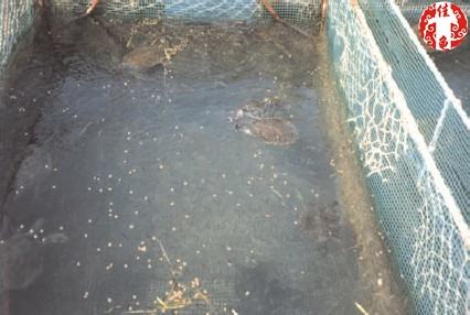 半水栖龟、海龟住院怎么护理 半水栖龟、海龟住院怎么护理