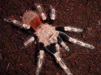 巴西白间红尾的品种简介