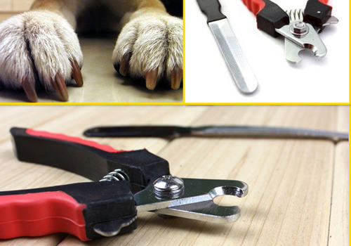 给狗狗剪甲的相关注意事项 给狗狗剪甲的相关注意事项