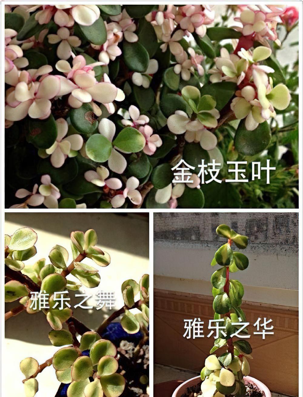 金枝玉叶 雅乐之舞 雅乐之华 区别