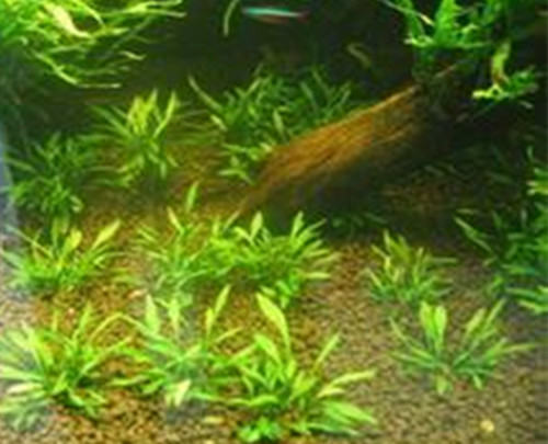 水族造景椒草的种植要点