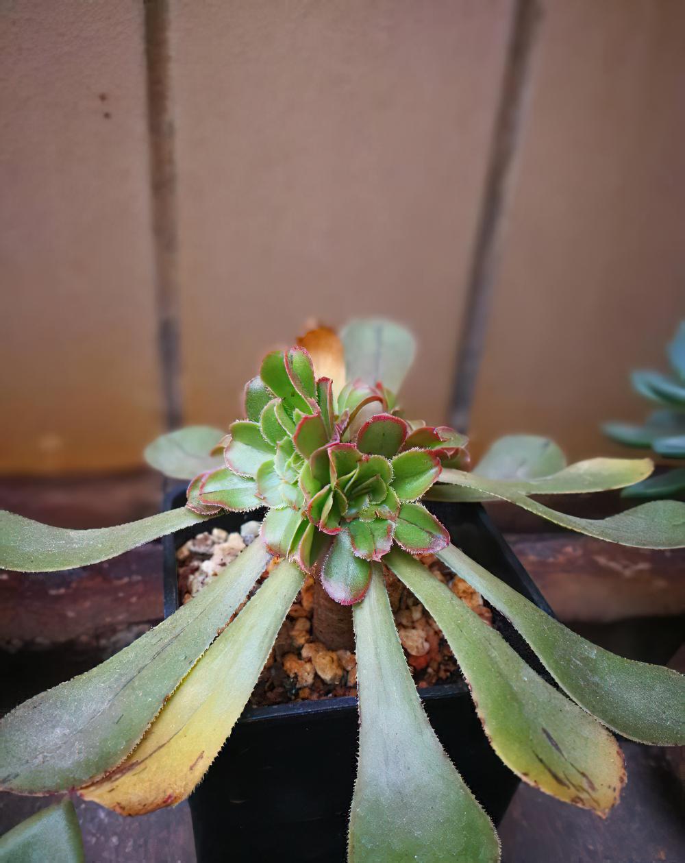 夏天的炎热让人心惶浮躁，换一个角度你会发现肉肉们依然在暗自美丽