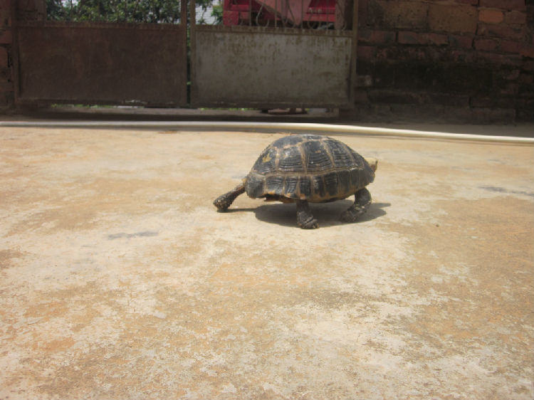 缅甸陆龟冬眠的个人经验