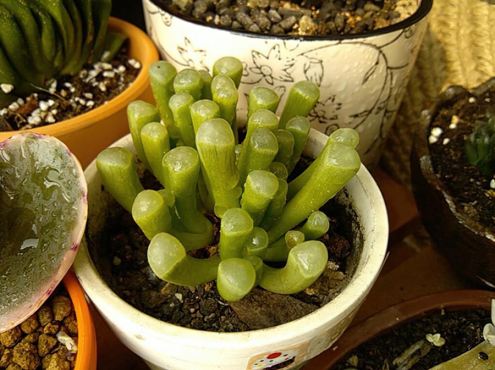用爆盆的姬玉露证明，我不是“植物杀手”