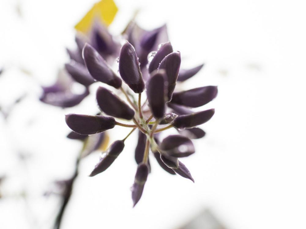 紫藤的常见病害及其防治