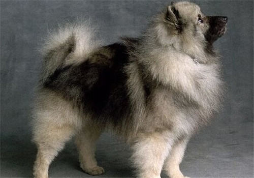 荷兰毛狮犬的品种简介