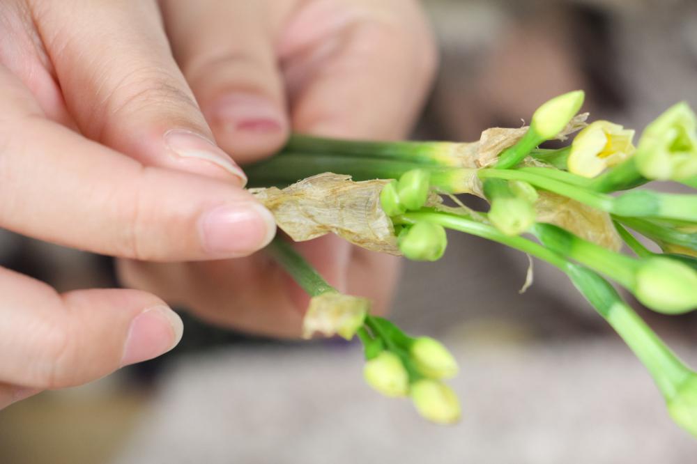 水仙花的虫害防治方法