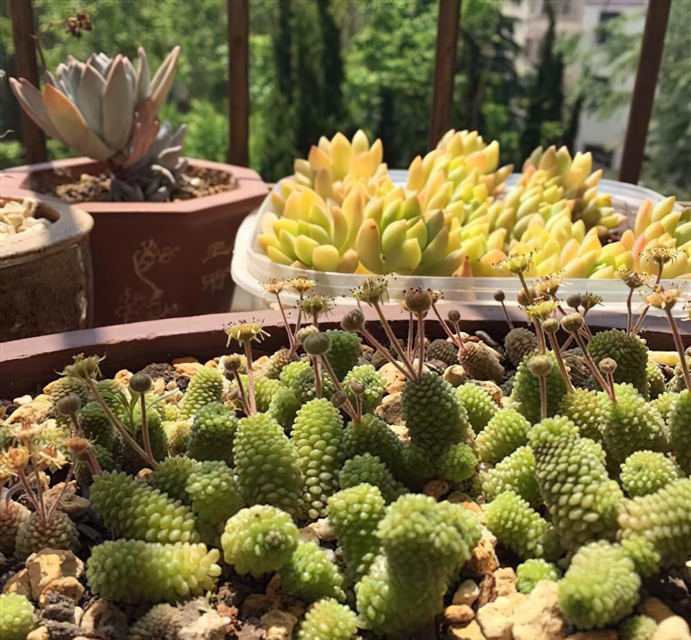 如果你是个多肉植物爆盆控，那么千万不要错过瑞典魔南这个品种
