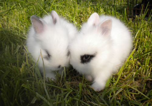 哪些方法有助于兔子的消化及肠道疾病