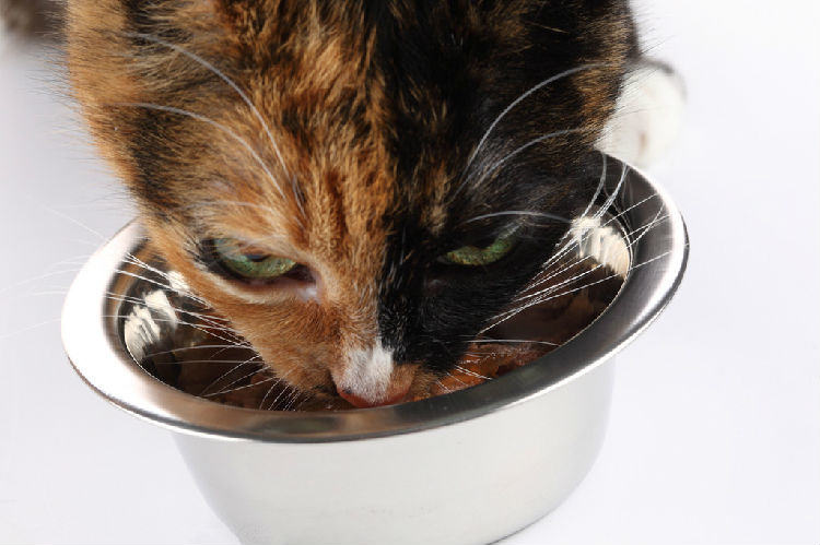 人类对猫咪的八个误解