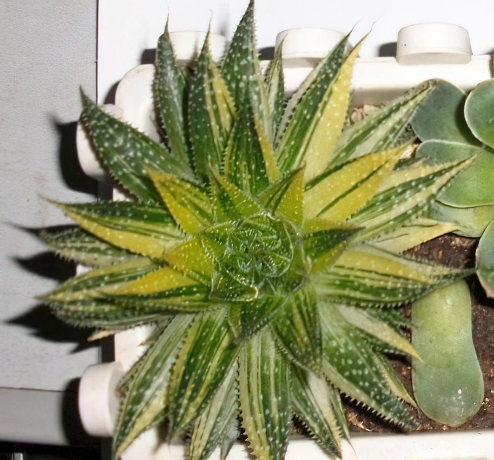 波路Gasteraloe beguinii