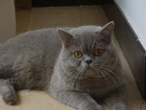 肥胖对猫咪的危害