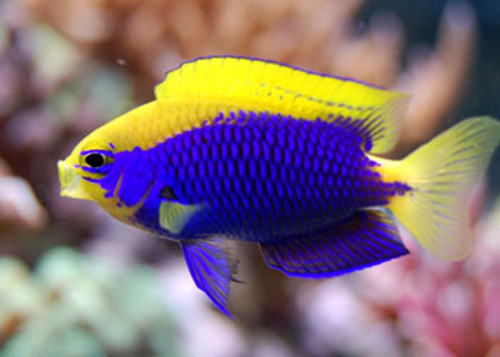 史氏金翅雀鲷的品种简介 史氏金翅雀鲷的品种简介