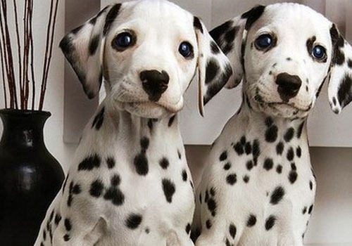 犬寄生虫之蠕形螨性皮肤病