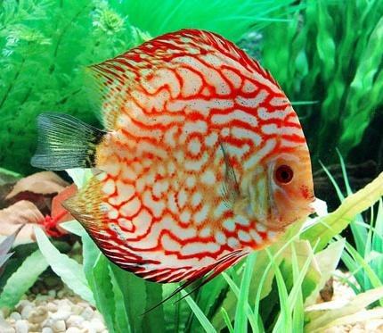 不同阶段七彩神仙鱼的饲喂方法