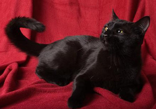 猫咪脚部清洁注意事项