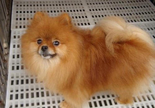 狗狗身上有静电怎么办