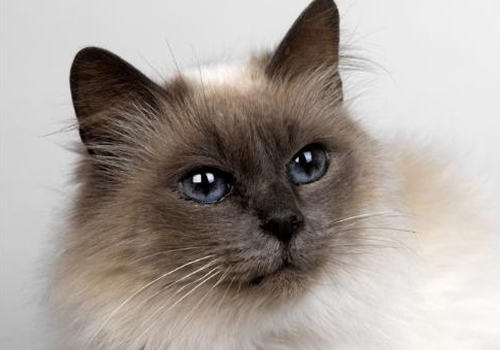 如何为脱水猫咪进行补液