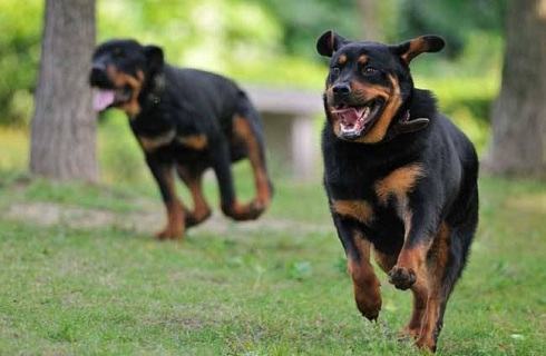 罗威纳犬的性格好不好?好不好养? 罗威纳犬的性格好不好?好不好养?