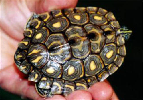 环纹地图龟吃什么比较好