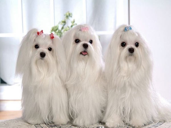 马尔济斯犬饮食注意什么