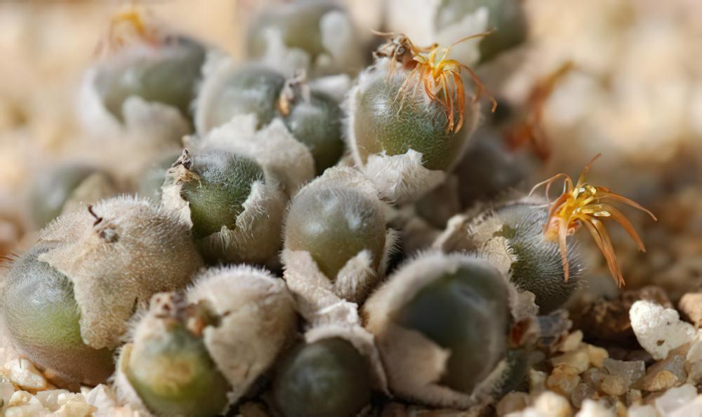 毛肉锥Conophytum stephanii，毛毛长在石头上。