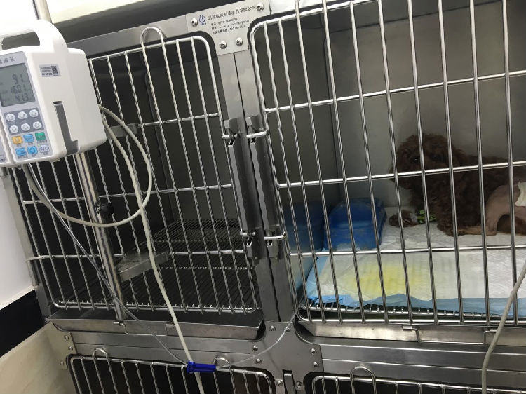 犬化脓创感染的治疗