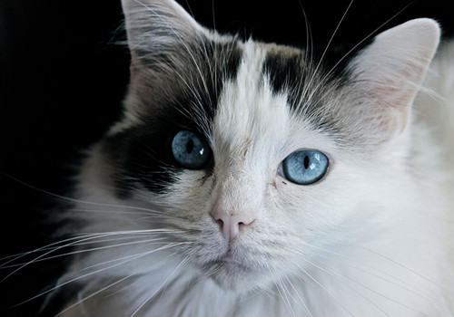 猫咪为什么不能吃巧克力