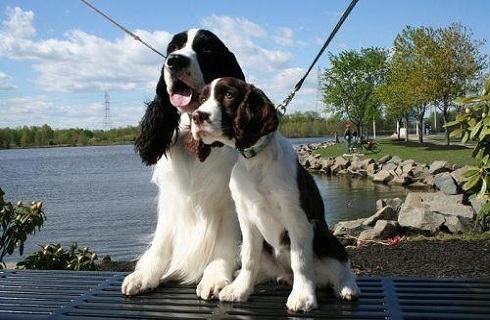 史宾格犬聪明吗？史宾格犬智商