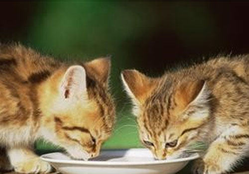 关于猫咪营养与喂食的一些问题