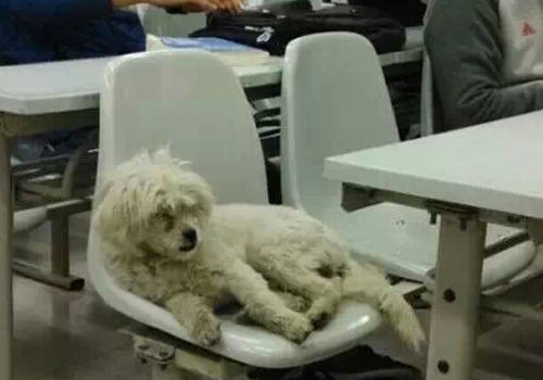 “学霸狗”影射出了哪些问题 “学霸狗”影射出了哪些问题