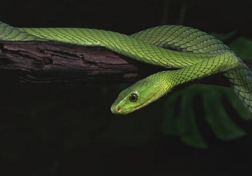 蛇的生理特性是怎样的