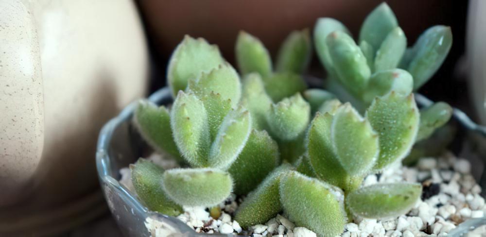 专业养熊三年有余：为被世人冤枉的多肉植物小熊（熊童子）正名