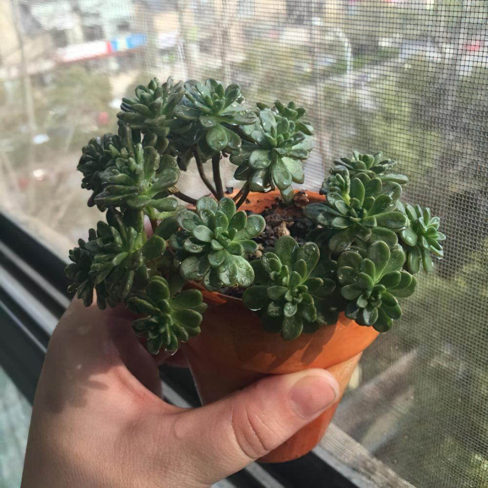 用爆盆的姬玉露证明，我不是“植物杀手”