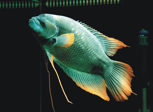 古战舰的饲养环境