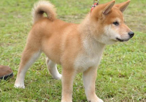 如何做好秋田幼犬的教育工作