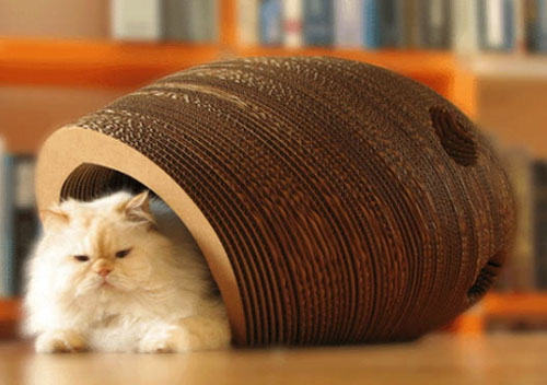 猫咪需要不止一张床