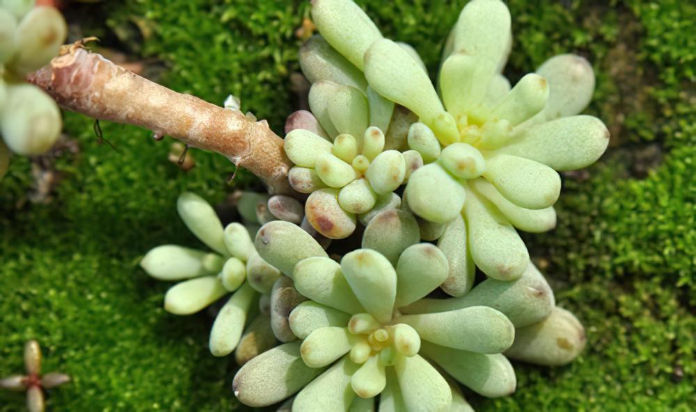 当多肉植物与苔藓相遇，共生同长的大自然和谐景观油然而生