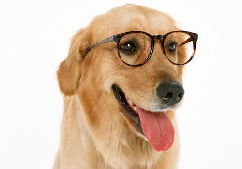狗狗的视力是不是很差