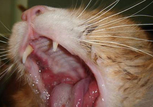 浅谈猫咪的口腔溃疡