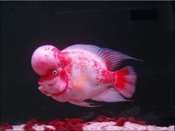 如何训练罗汉鱼的互动性