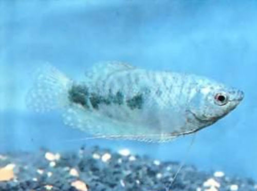 蓝星鱼的饲养环境