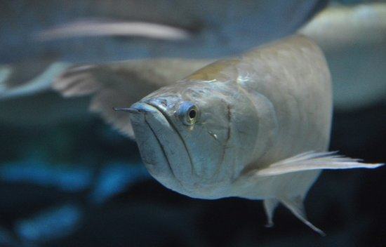 银龙鱼得了肠炎的症状及治疗办法