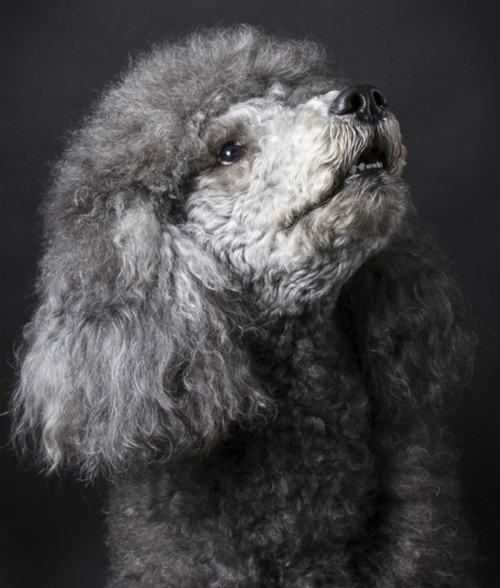 有毒的木糖醇和犬胃扭转扩张 有毒的木糖醇和犬胃扭转扩张