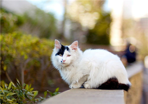 刚养的猫咪需要准备哪些生活用品? 刚养的猫咪需要准备哪些生活用品?